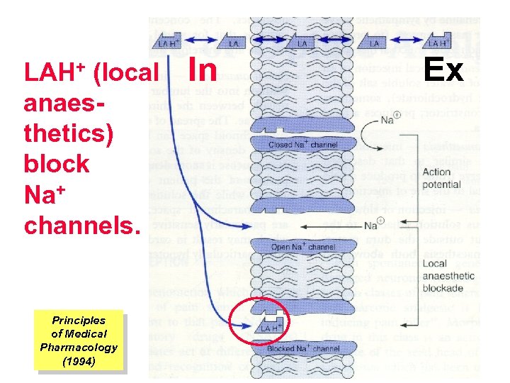 LAH+ (local anaesthetics) block Na+ channels. Principles of Medical Pharmacology (1994) In Ex 