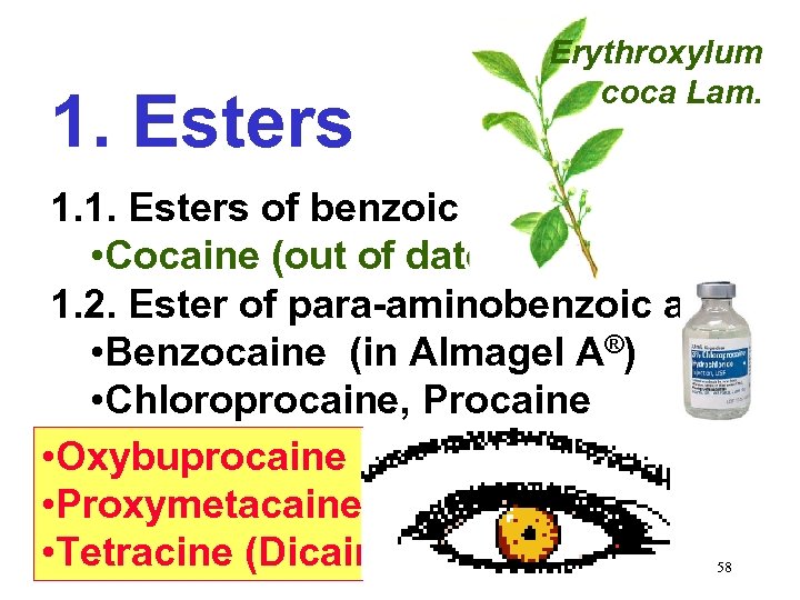 1. Esters Erythroxylum coca Lam. 1. 1. Esters of benzoic acid • Cocaine (out