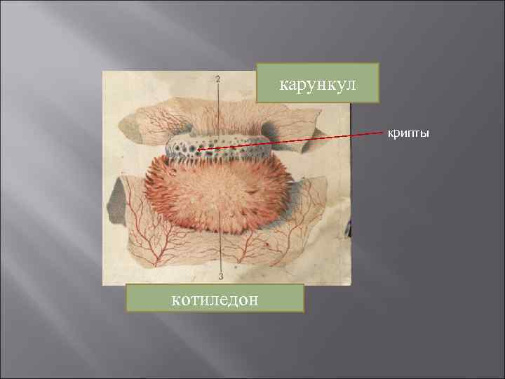 карункул крипты котиледон 