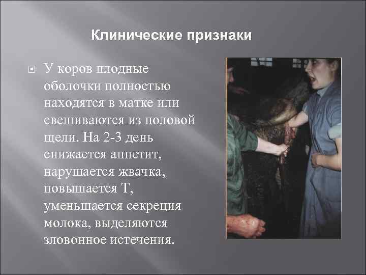 Клинические признаки У коров плодные оболочки полностью находятся в матке или свешиваются из половой