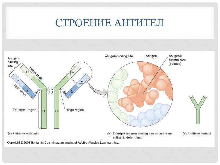 СТРОЕНИЕ АНТИТЕЛ 