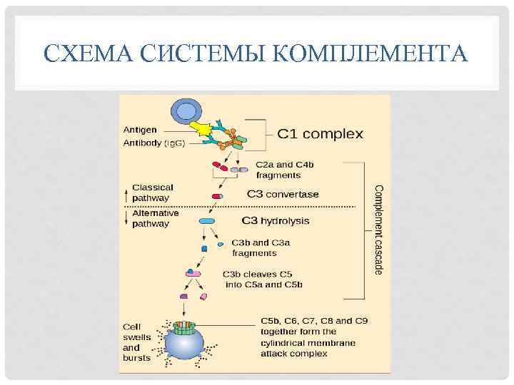 СХЕМА СИСТЕМЫ КОМПЛЕМЕНТА 