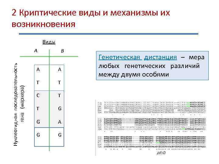 2 Криптические виды и механизмы их возникновения Виды Нуклеотидная последовательность гена (маркера) А В