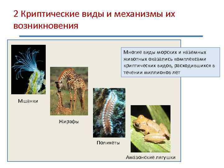 2 Криптические виды и механизмы их возникновения Многие виды морских и наземных животных оказались