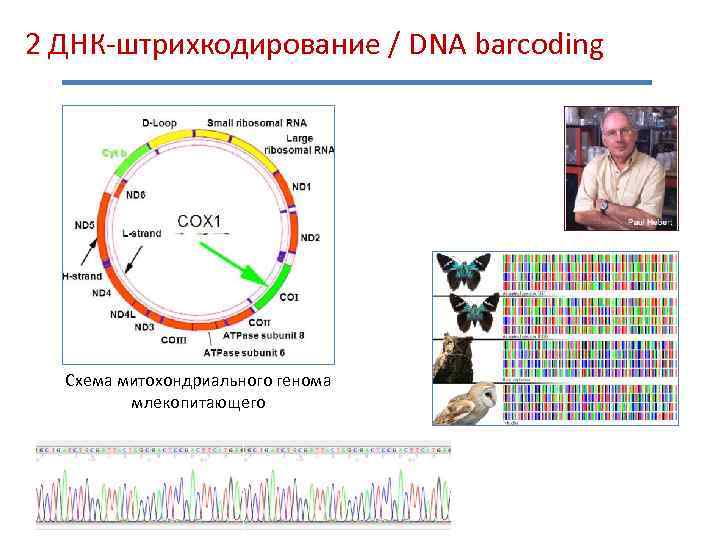 2 ДНК-штрихкодирование / DNA barcoding Схема митохондриального генома млекопитающего 