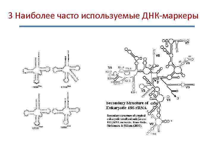 3 Наиболее часто используемые ДНК-маркеры 