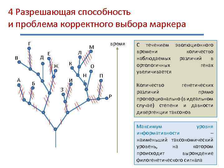4 Разрешающая способность и проблема корректного выбора маркера Г Д В Л Е К