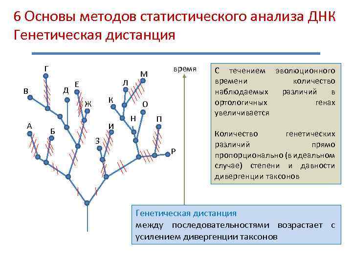 Генетическая карта анализ