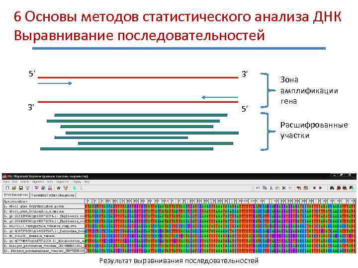 6 Основы методов статистического анализа ДНК Выравнивание последовательностей 5' 3' 3' 5' Зона амплификации