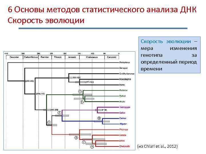 6 Основы методов статистического анализа ДНК Скорость эволюции – мера изменения генотипа за определенный
