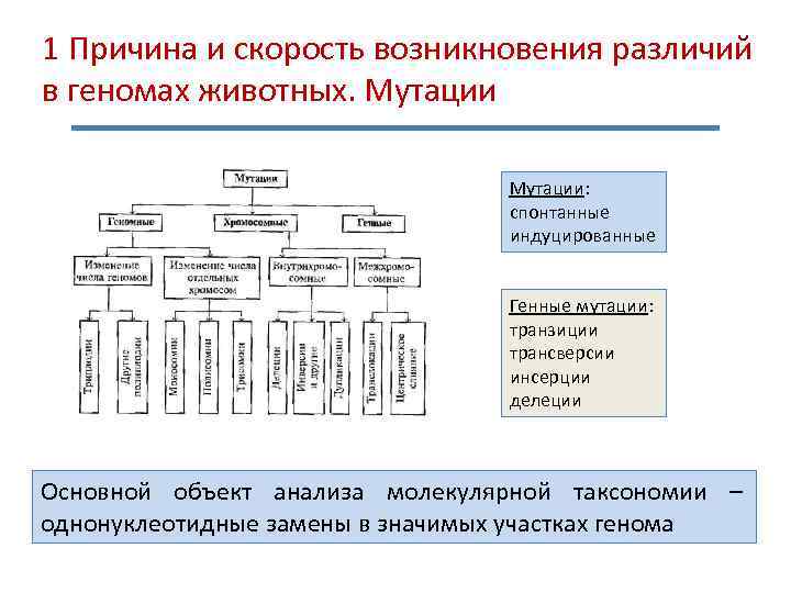 1 Причина и скорость возникновения различий в геномах животных. Мутации: спонтанные индуцированные Генные мутации: