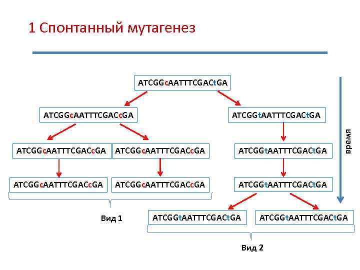 1 Спонтанный мутагенез ATCGGс. AATTTCGACt. GA ATCGGc. AATTTCGACc. GA ATCGGt. AATTTCGACt. GA ATCGGc. AATTTCGACc.