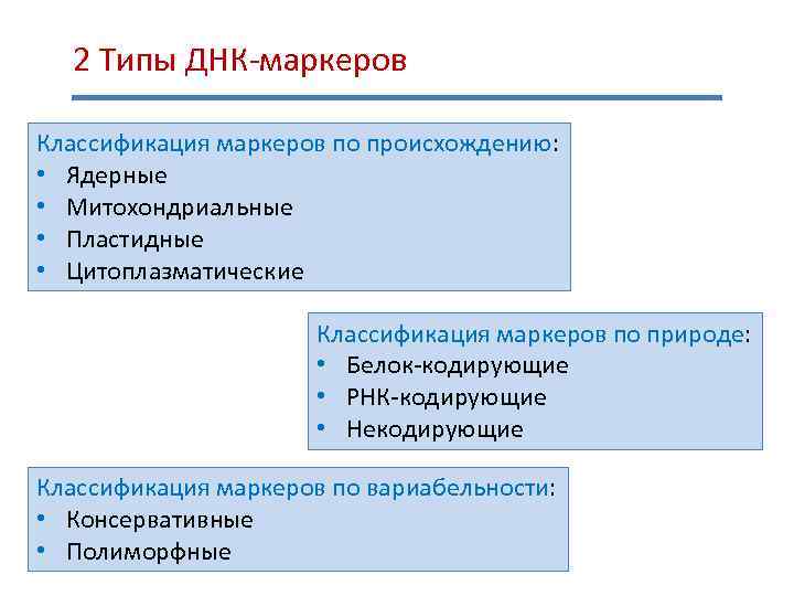 2 Типы ДНК-маркеров Классификация маркеров по происхождению: • Ядерные • Митохондриальные • Пластидные •