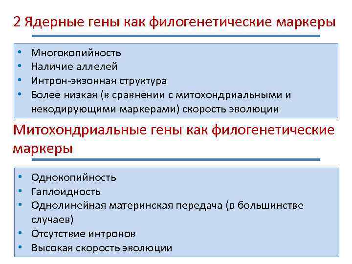 2 Ядерные гены как филогенетические маркеры • • Многокопийность Наличие аллелей Интрон-экзонная структура Более
