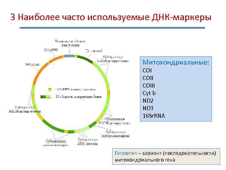 3 наиболее. ДНК маркеры. Митохондриальные маркеры. Классификация ДНК маркеров. Маркеры на основе ДНК-зондов.