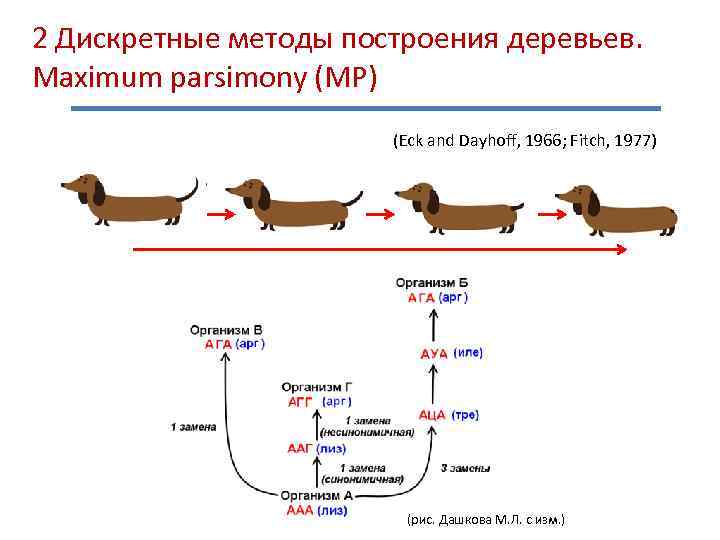 2 Дискретные методы построения деревьев. Maximum parsimony (MP) (Eck and Dayhoff, 1966; Fitch, 1977)