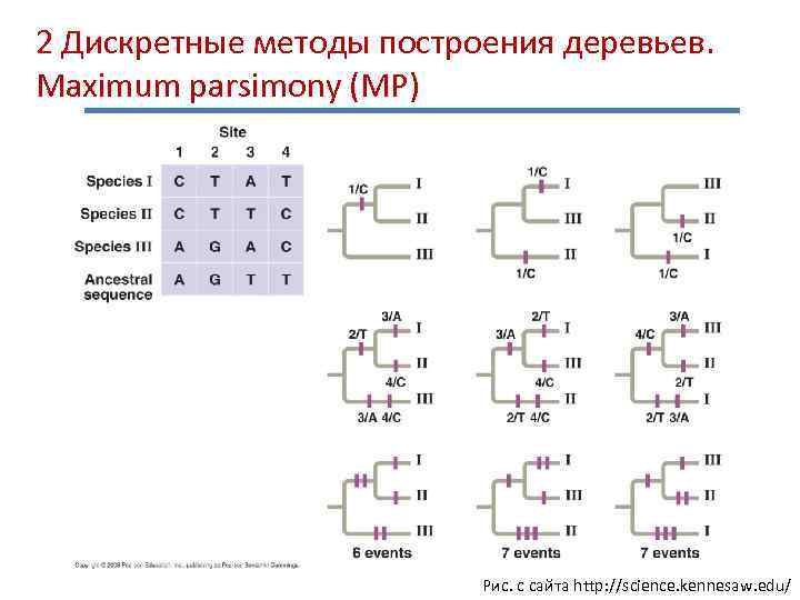 2 Дискретные методы построения деревьев. Maximum parsimony (MP) Рис. с сайта http: //science. kennesaw.