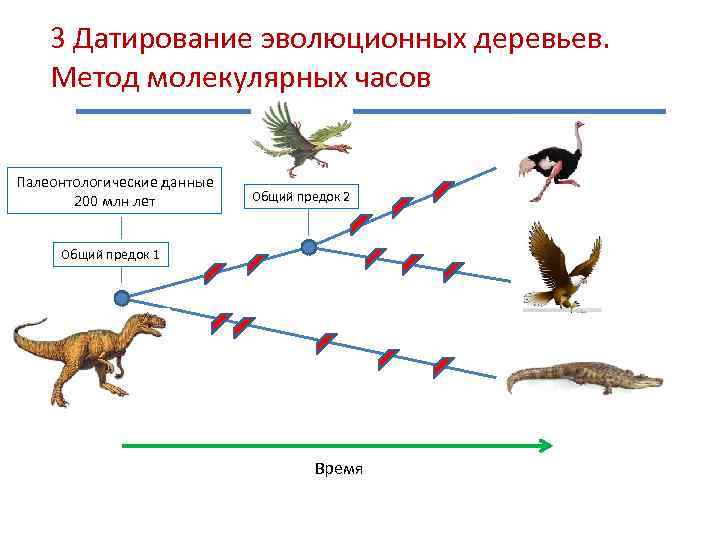 3 Датирование эволюционных деревьев. Метод молекулярных часов Палеонтологические данные 200 млн лет Общий предок