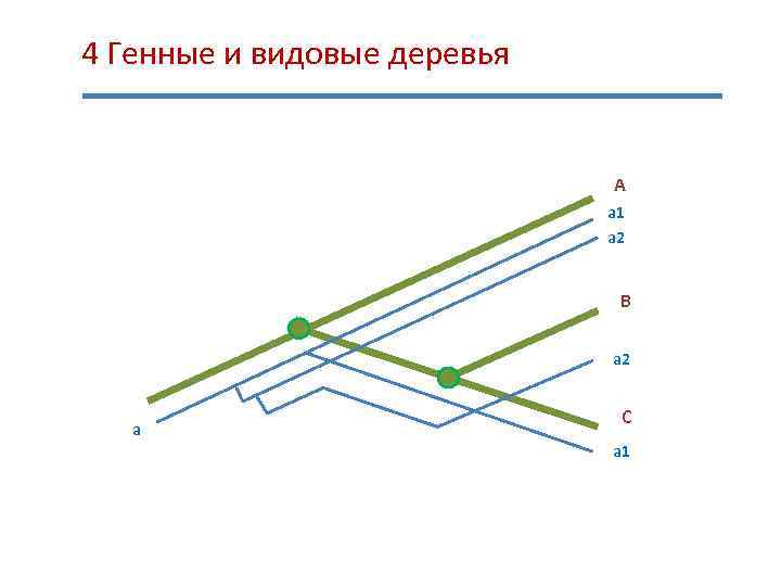  4 Генные и видовые деревья А a 1 a 2 В a 2
