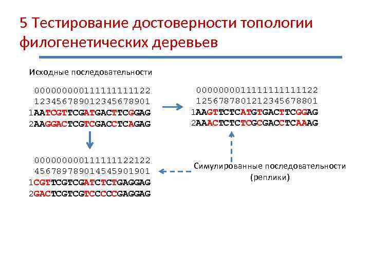5 Тестирование достоверности топологии филогенетических деревьев Исходные последовательности 000001111122 12345678901 1 AATCGTTCGATGACTTCGGAG 2 AAGGACTCGTCGACCTCAGAG