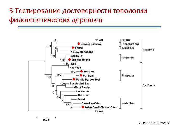 5 Тестирование достоверности топологии филогенетических деревьев (P. Jiang et al. 2012) 