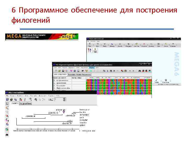 6 Программное обеспечение для построения филогений 