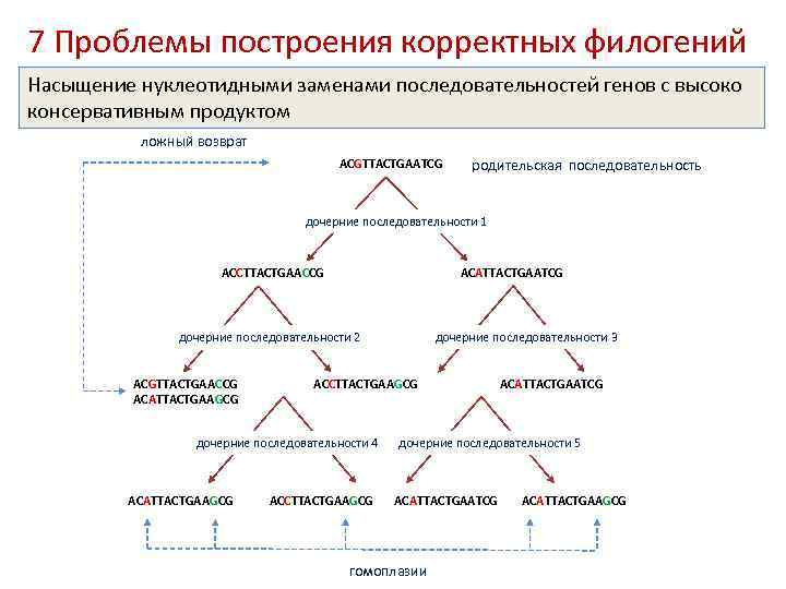 Филогенез выделительной системы презентация