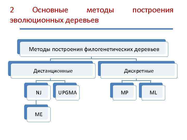 2 Основные методы эволюционных деревьев построения Методы построения филогенетических деревьев Дистанционные NJ ME UPGMA