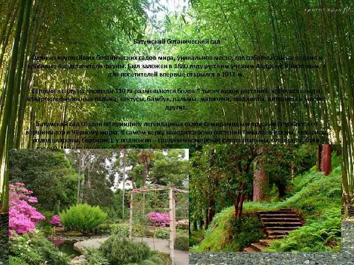 Батумский ботанический сад Один из крупнейших ботанических садов мира, уникальное место, где собраны самые