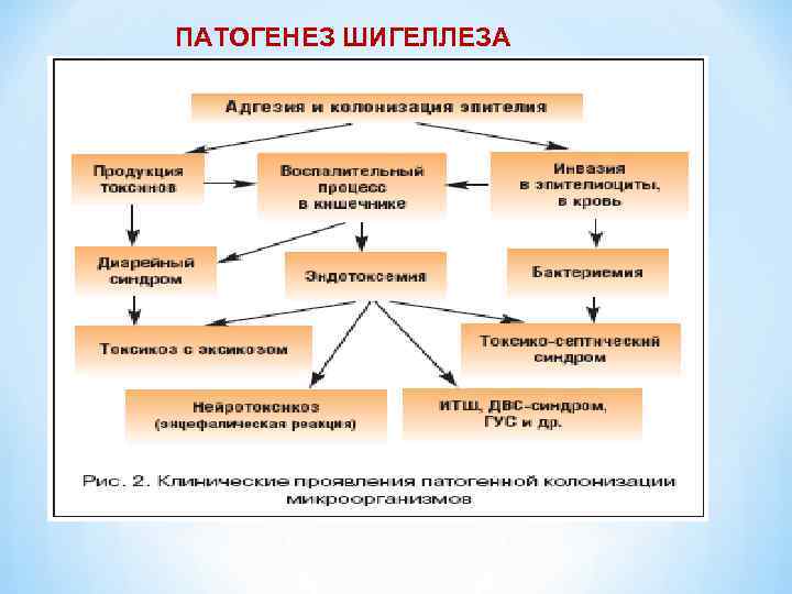 ПАТОГЕНЕЗ ШИГЕЛЛЕЗА 