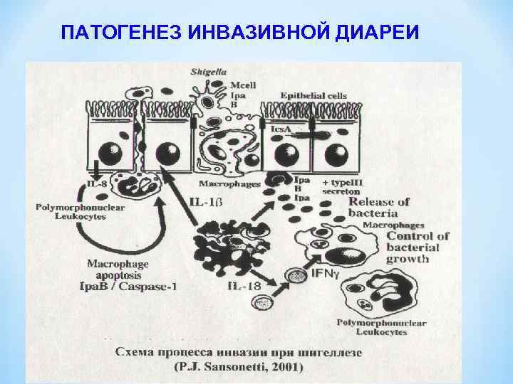 ПАТОГЕНЕЗ ИНВАЗИВНОЙ ДИАРЕИ 