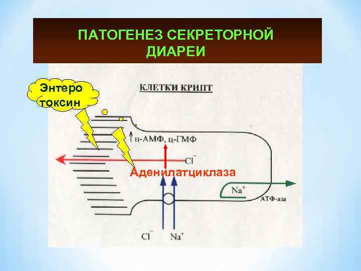 ПАТОГЕНЕЗ СЕКРЕТОРНОЙ ДИАРЕИ Энтеро токсин Аденилатциклаза 