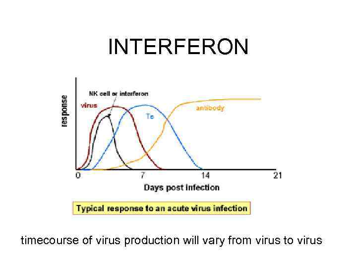 INTERFERON timecourse of virus production will vary from virus to virus 