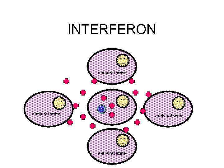 INTERFERON antiviral state 