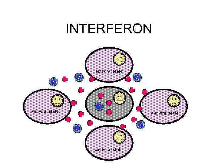 INTERFERON antiviral state 
