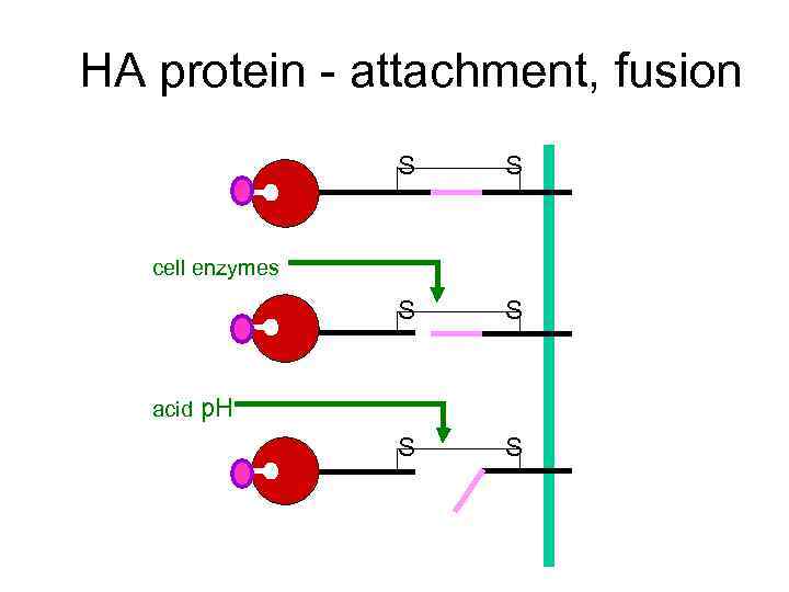 HA protein - attachment, fusion S S S cell enzymes acid p. H 