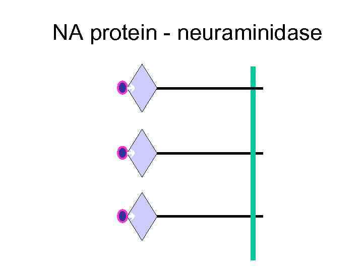 NA protein - neuraminidase 