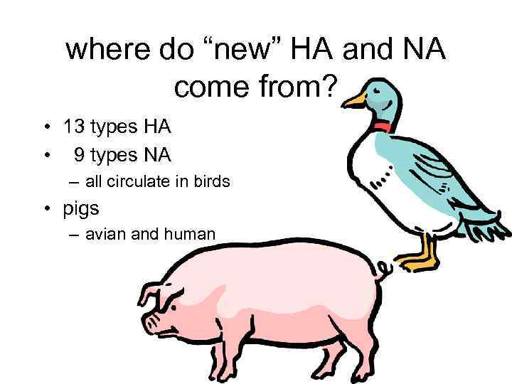 where do “new” HA and NA come from? • 13 types HA • 9