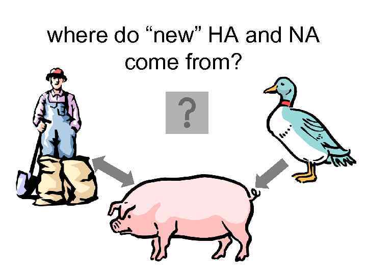 where do “new” HA and NA come from? 