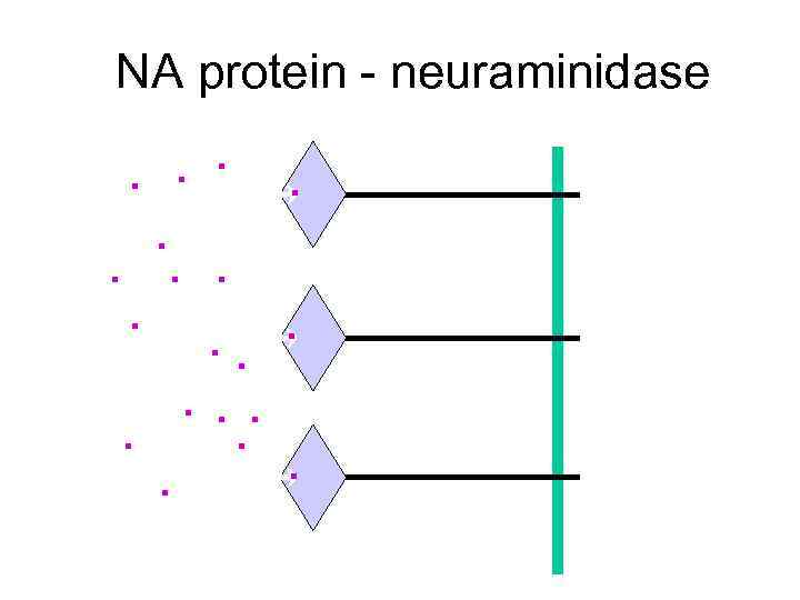 NA protein - neuraminidase . . 