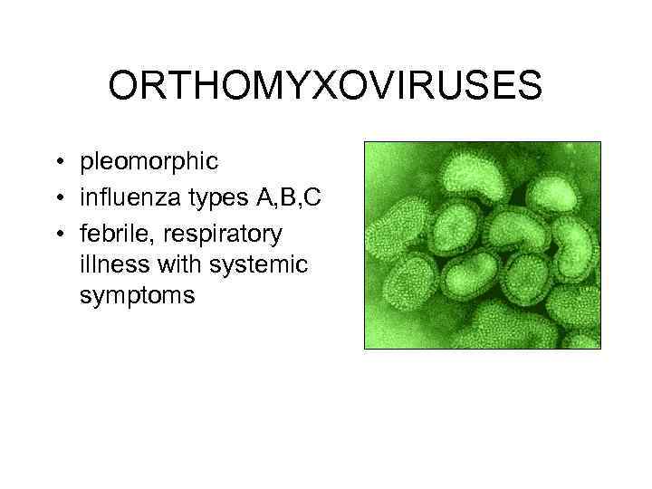 ORTHOMYXOVIRUSES • pleomorphic • influenza types A, B, C • febrile, respiratory illness with