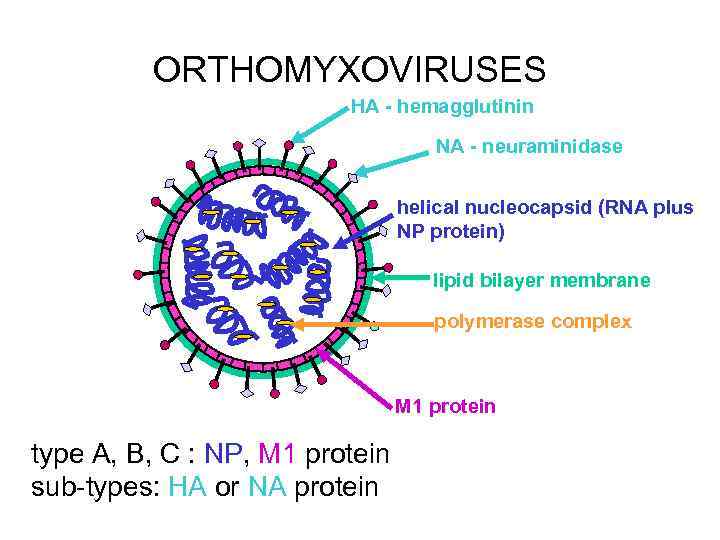 ORTHOMYXOVIRUSES HA - hemagglutinin NA - neuraminidase helical nucleocapsid (RNA plus NP protein) lipid