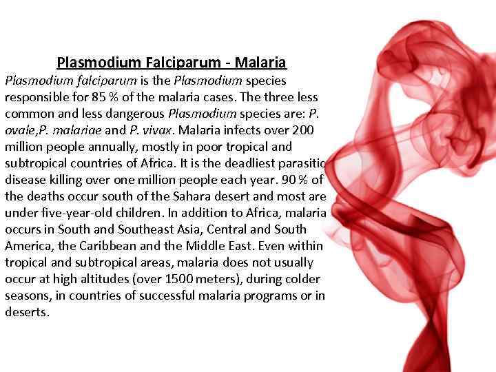 Plasmodium Falciparum - Malaria Plasmodium falciparum is the Plasmodium species responsible for 85 %