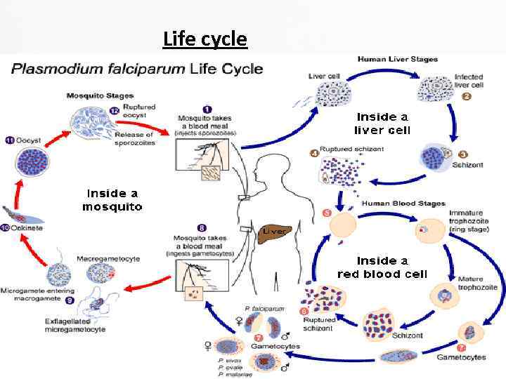 Life cycle 