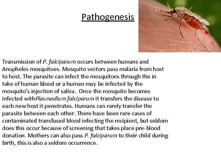 Pathogenesis Transmission of P. falciparum occurs between humans and Anopheles mosquitoes. Mosquito vectors pass