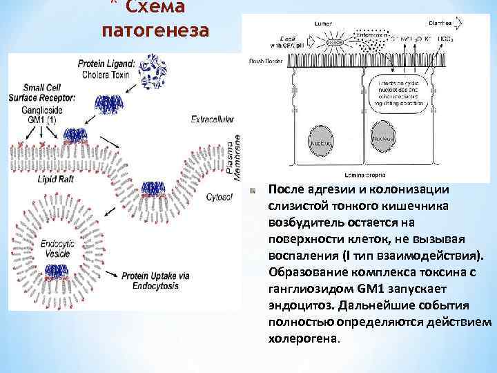 Схема патогенеза холеры