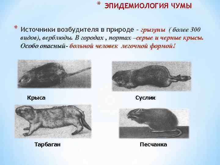 * ЭПИДЕМИОЛОГИЯ ЧУМЫ * Источники возбудителя в природе – грызуны ( более 300 видов),