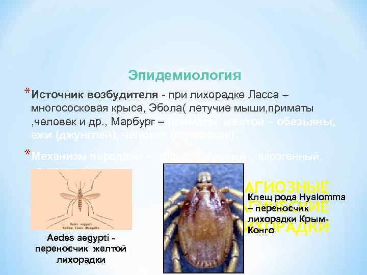 Эпидемиология *Источник возбудителя - при лихорадке Ласса многососковая крыса, Эбола( летучие мыши, приматы ,