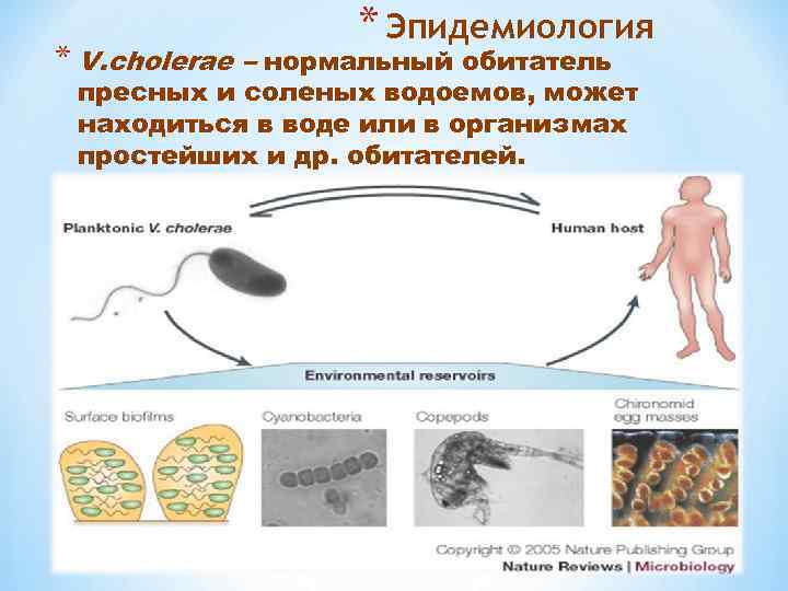 * Эпидемиология * V. сholerae – нормальный обитатель пресных и соленых водоемов, может находиться