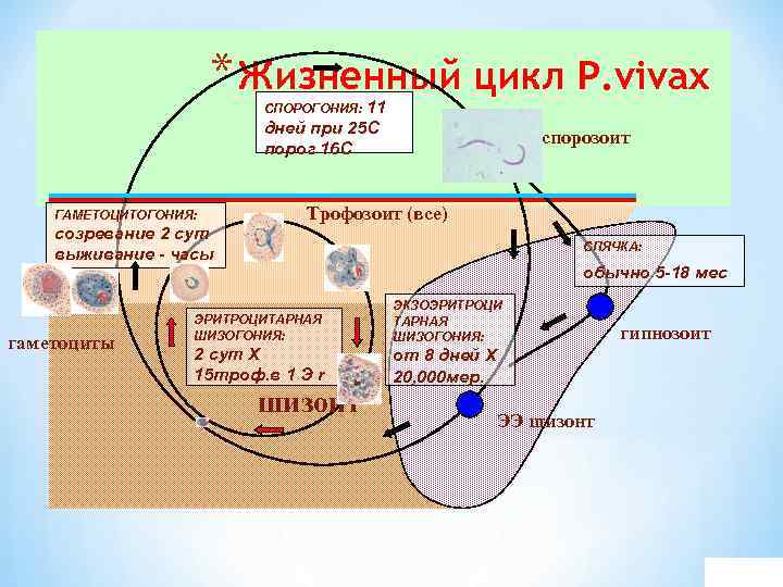 * Жизненный цикл P. vivax СПОРОГОНИЯ: 11 дней при 25 С порог 16 С